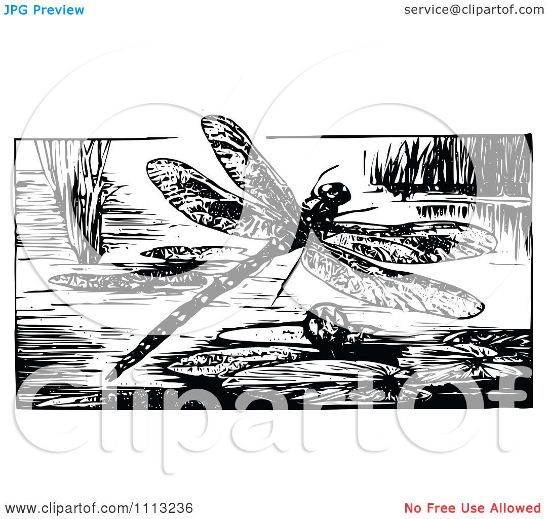Clipart Vintage Black And White Dragonfly Over A Pond   Royalty Free