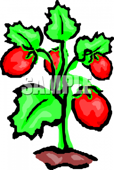 Food Clip Art Of A Roma Tomato Plant   Foodclipart Com