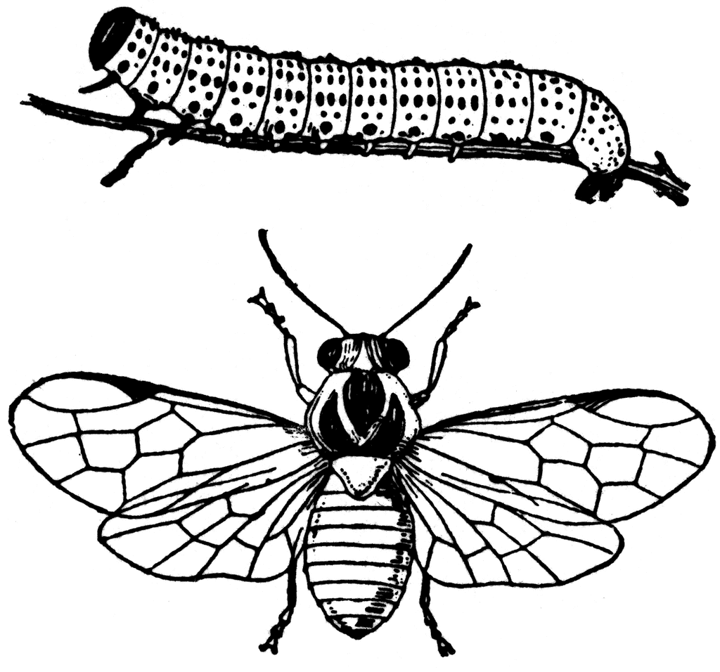 Gooseberry Caterpillar  Nematus Ribesii  And Sawfly   Clipart Etc
