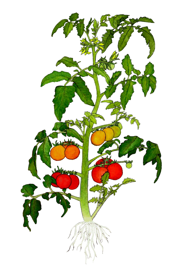 Tomato Plant Clip Art