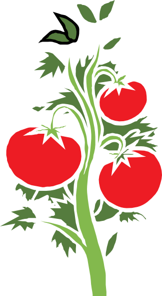 Tomato Plant Clip Art At Clker Com   Vector Clip Art Online Royalty