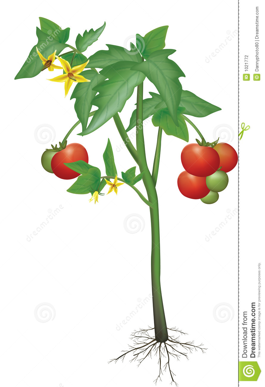 Tomato Plant Clip Art Tomato Plant