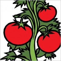 Tomato Plant Clipart