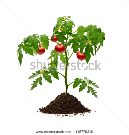 Tomato Plant With Soil On White Background Stock Photo 115779319