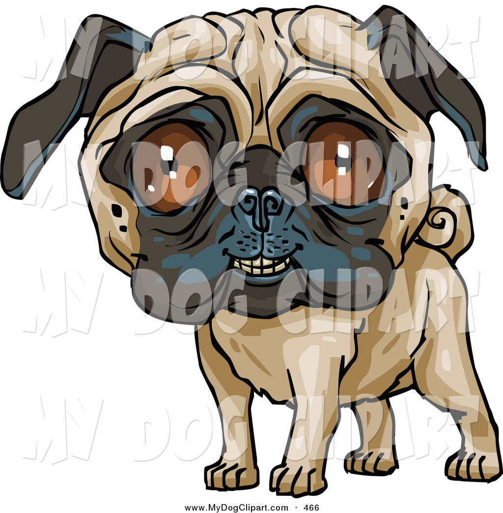 Cute Pug Dog Grinning At The Viewer On White Friendly Pug Dog Looking