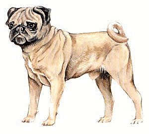 Free Pug Clipart   Free Clipart Graphics Images And Photos  Public
