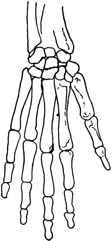 Skeletal Hand   Clipart Etc