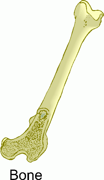 Bone Clipart   Bone Clip Art