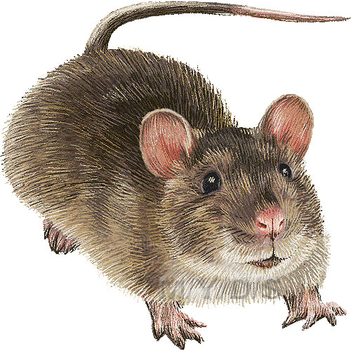 Brown Rat Hanover Rat Norway Rat Clipart Graphics  Free Clip Art