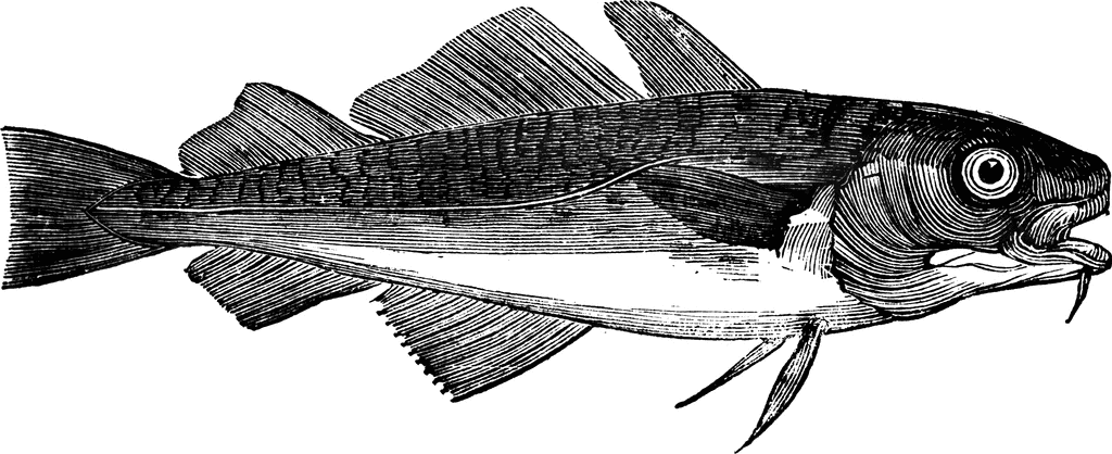 Common Cod   Clipart Etc