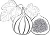 Fig Clipart