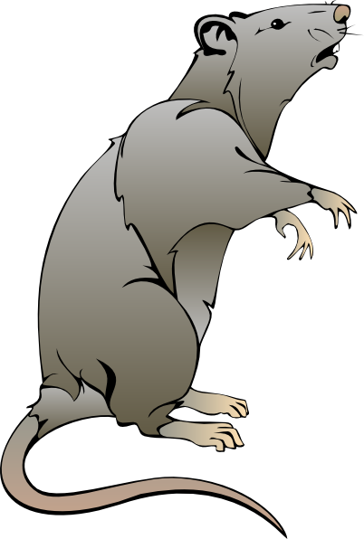 Rat Clip Art At Clker Com   Vector Clip Art Online Royalty Free