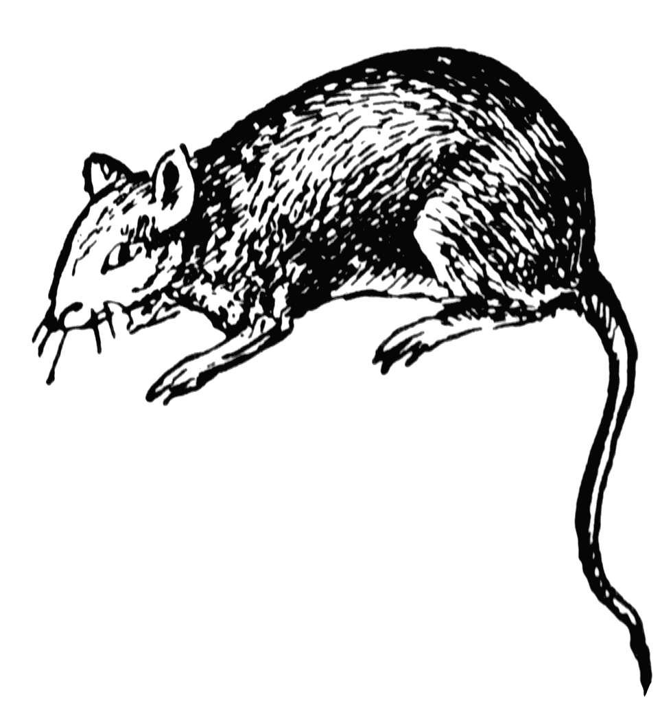 Rat   Clipart Etc