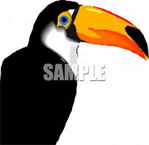 And White Parrot With An Orange Beak   Royalty Free Clipart Picture