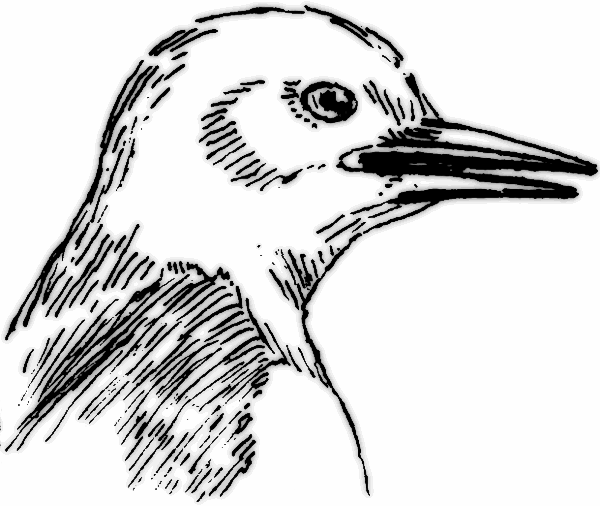 Beak Clipart Beak Pointed Png