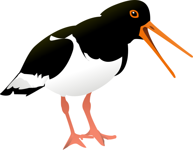 Bird Beak Clipart