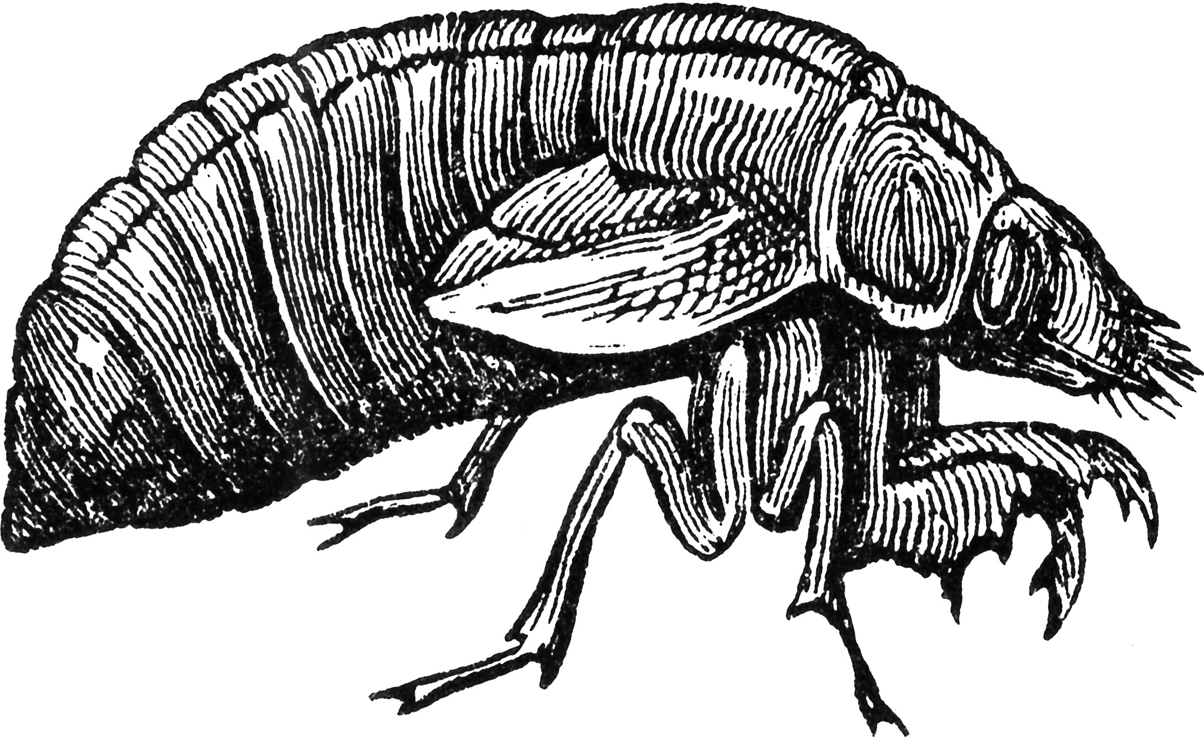 Cicada Larva   Clipart Etc