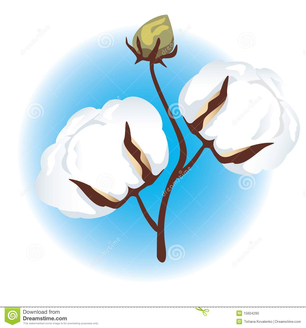 Cotton Branch  Gossypium  Stock Photo   Image  15604290