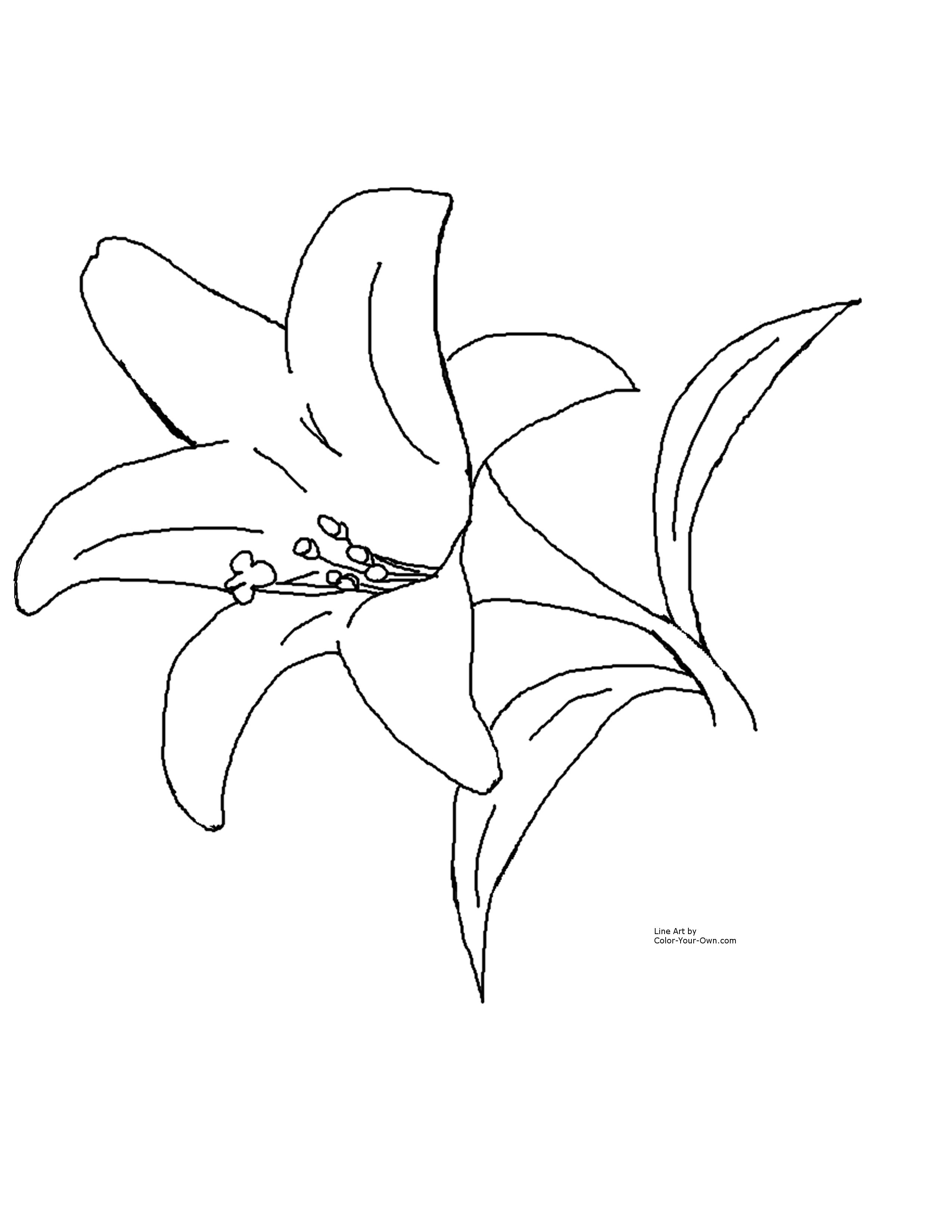 Easter Lily Coloring Page   Image  3