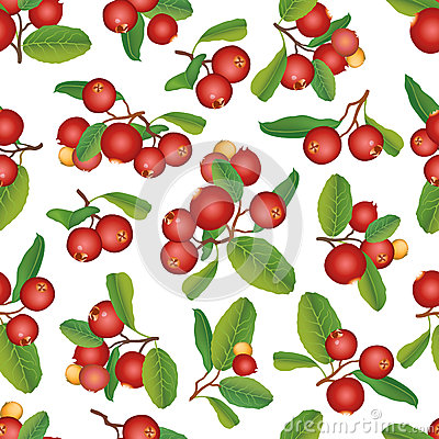 Free Stock Images  Cranberry Seamless Background  Ripe Red Cranberries