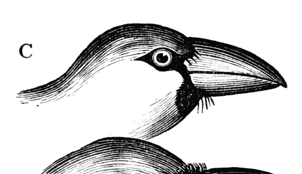 Hawfinch Beak   Clipart Etc