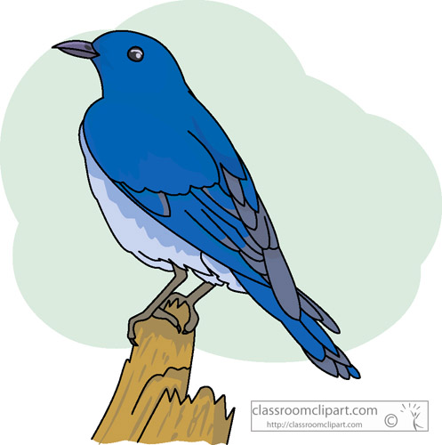 Idaho   Mountain Bluebird   Classroom Clipart