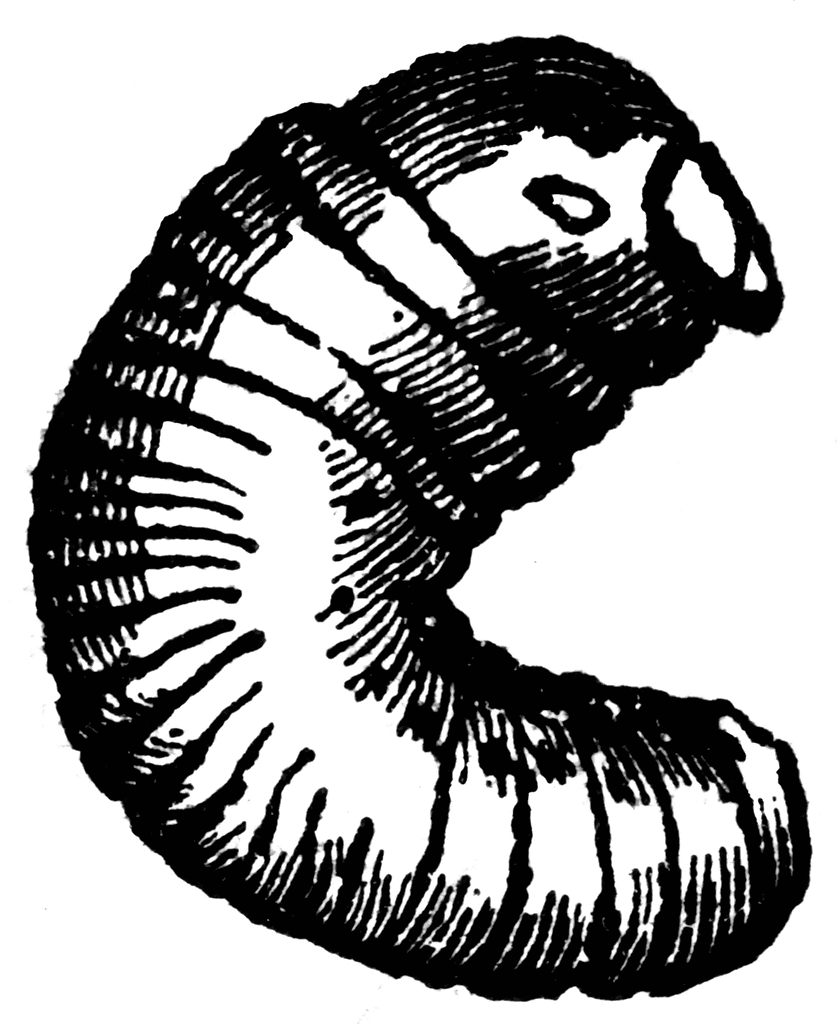 Larva Of Scolytus   Clipart Etc