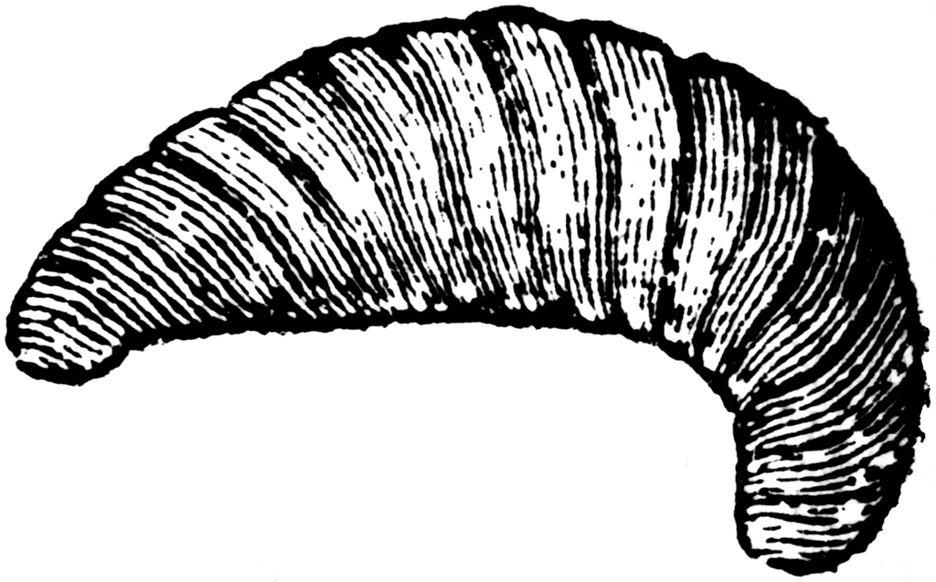 Larva Of The Bee   Clipart Etc