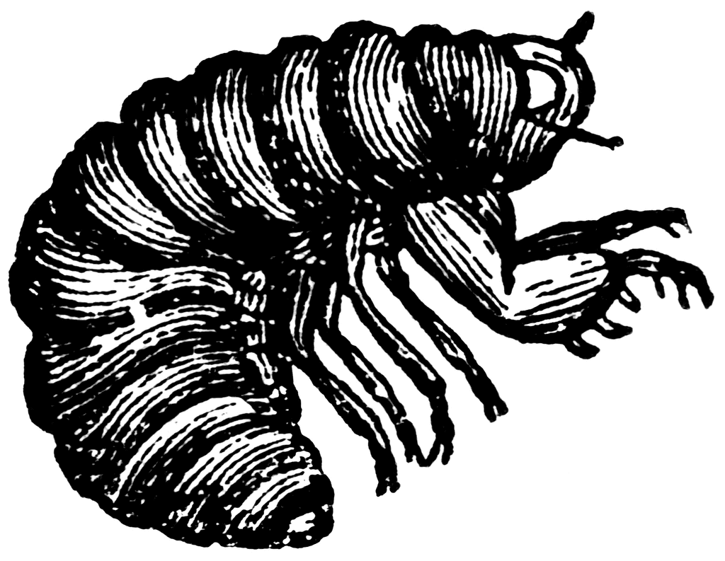 Larva Of The Cicada   Clipart Etc