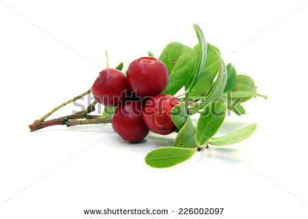 Red Succulent Stock Photos Images   Pictures   Shutterstock