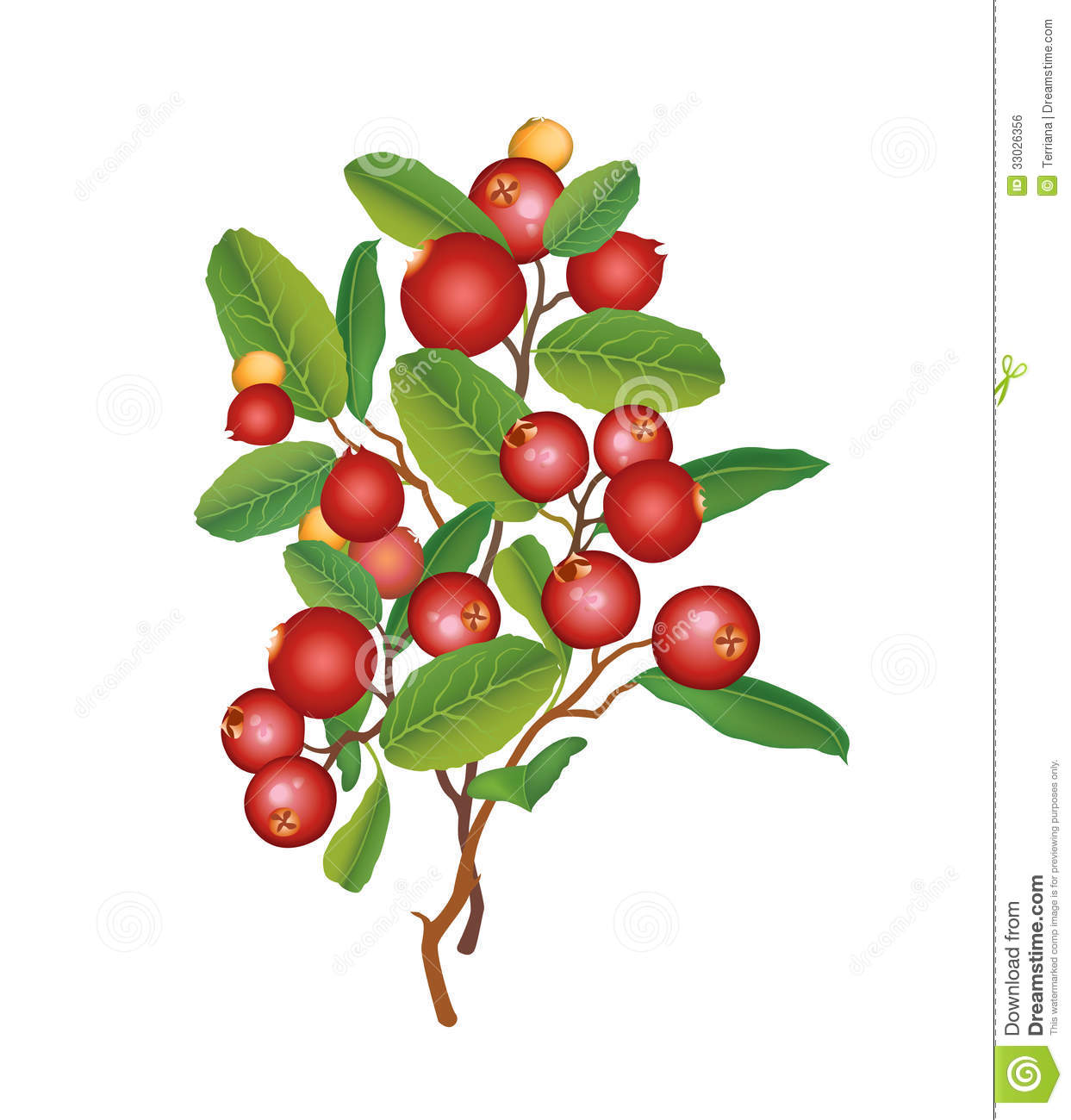 Vector Illustration  Berry Garland  Ripe Red Cranberries With Leaves