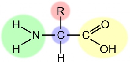 Acid Clipart Amino Acid Highlight 17683 Jpg