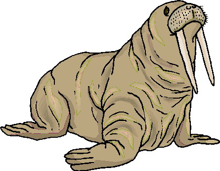 Animal Graphics   Walrus Animal Graphics