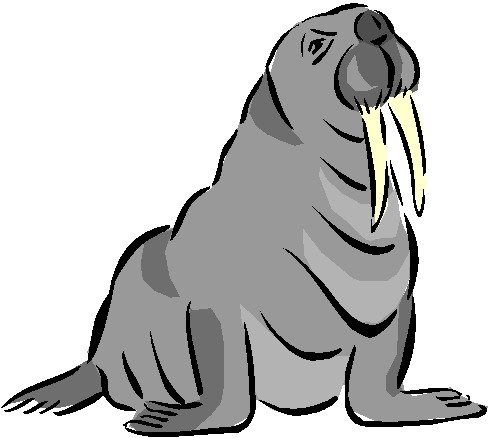 Animal Graphics   Walrus Animal Graphics