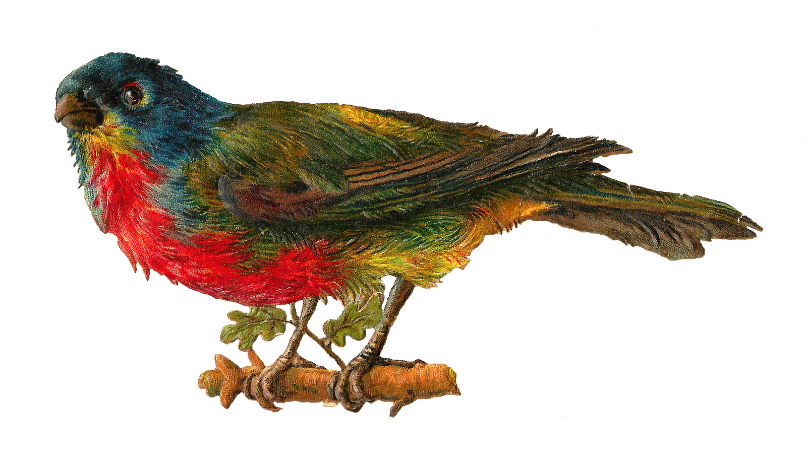 Bird Clip Art  Victorian Bird Die Cut Of Rainbow Colored Bird Perched
