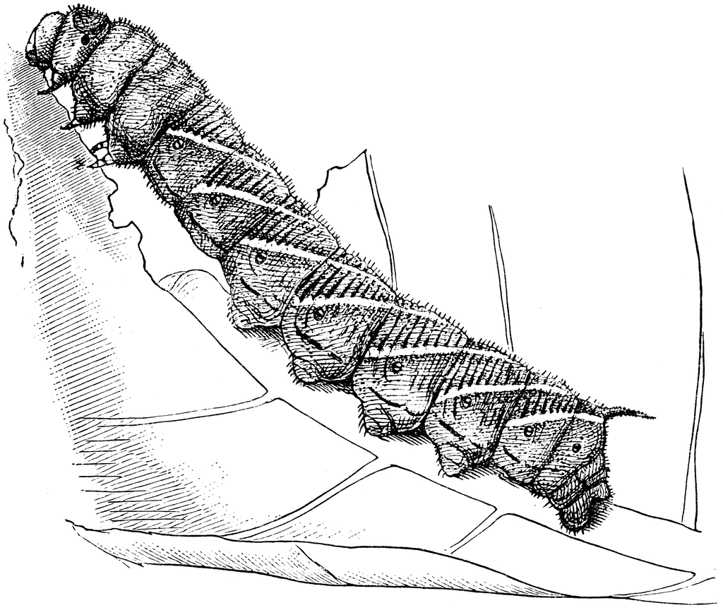 Butterfly Larva Clipart Moth Larva