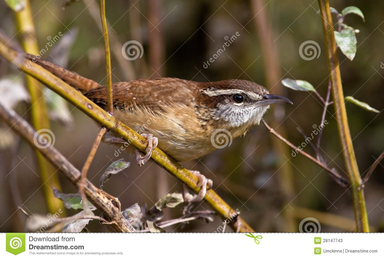 Carolina Wren Foraging On A Cold Late Fall Day  This Small Brown Wren    