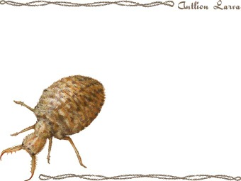 Doodlebug  Antlion Larva  Clipart Graphics  Free Clip Art