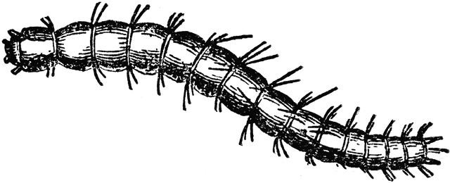 Flea Larva   Clipart Etc