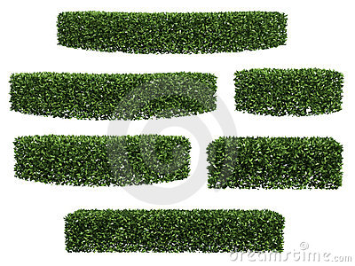 Hedge Vector Green Hedge Isolated On White