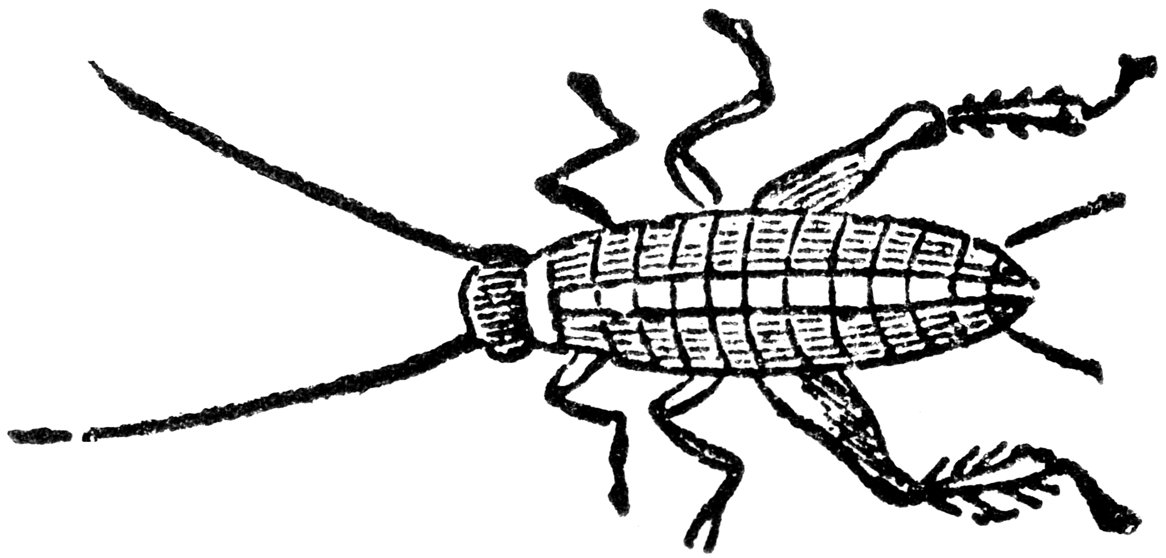 House Cricket Larva   Clipart Etc