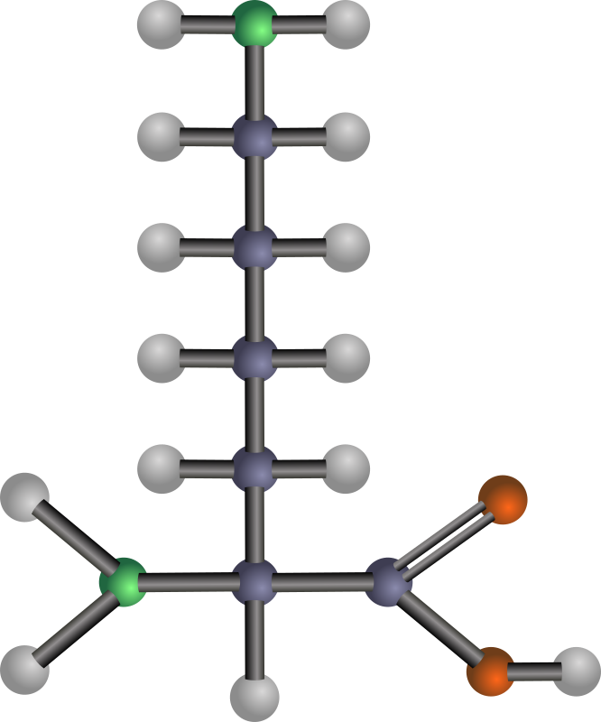 Lysine  Amino Acid  By J Alves   A Ball And Stick Model Structure Of    