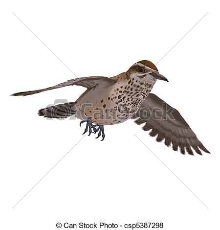 Stock Illustration   Cactus Wren  3d Rendering With And Shadow Over