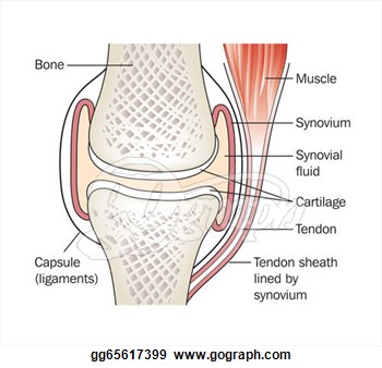 Clipart   Synovial Joint   Labeled  Stock Illustration Gg65617399