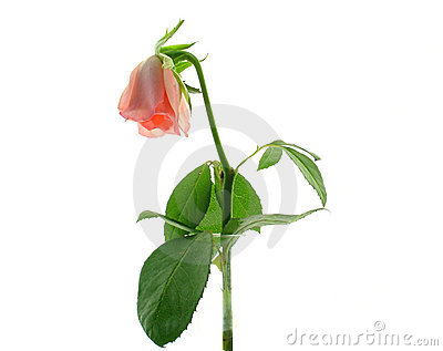 Dying Clipart Dying Rose