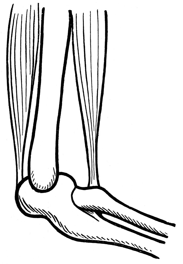Elbow Joint   Clipart Etc