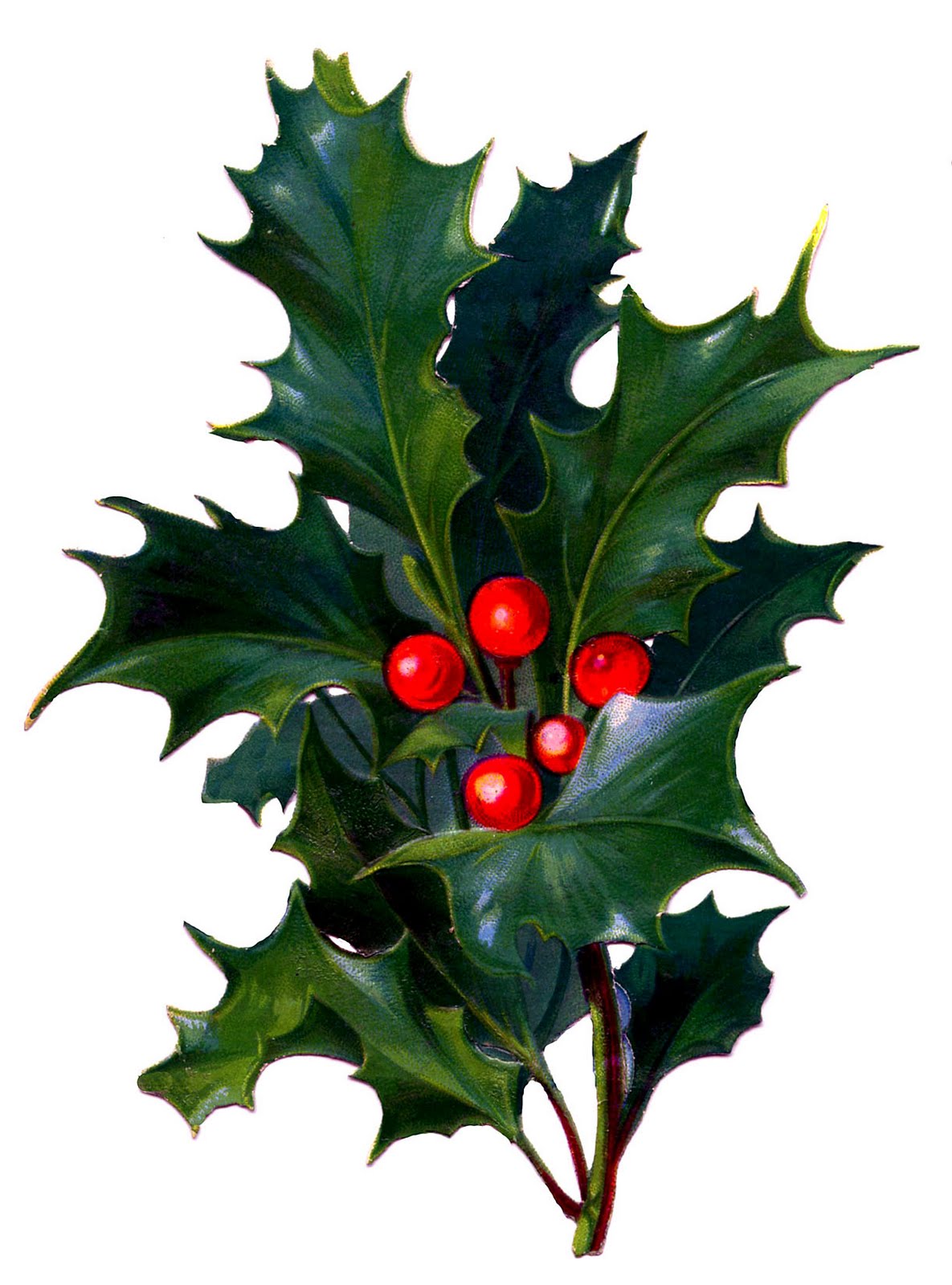 Victorian Christmas Clip Art   Holly With Bright Red Berries   The