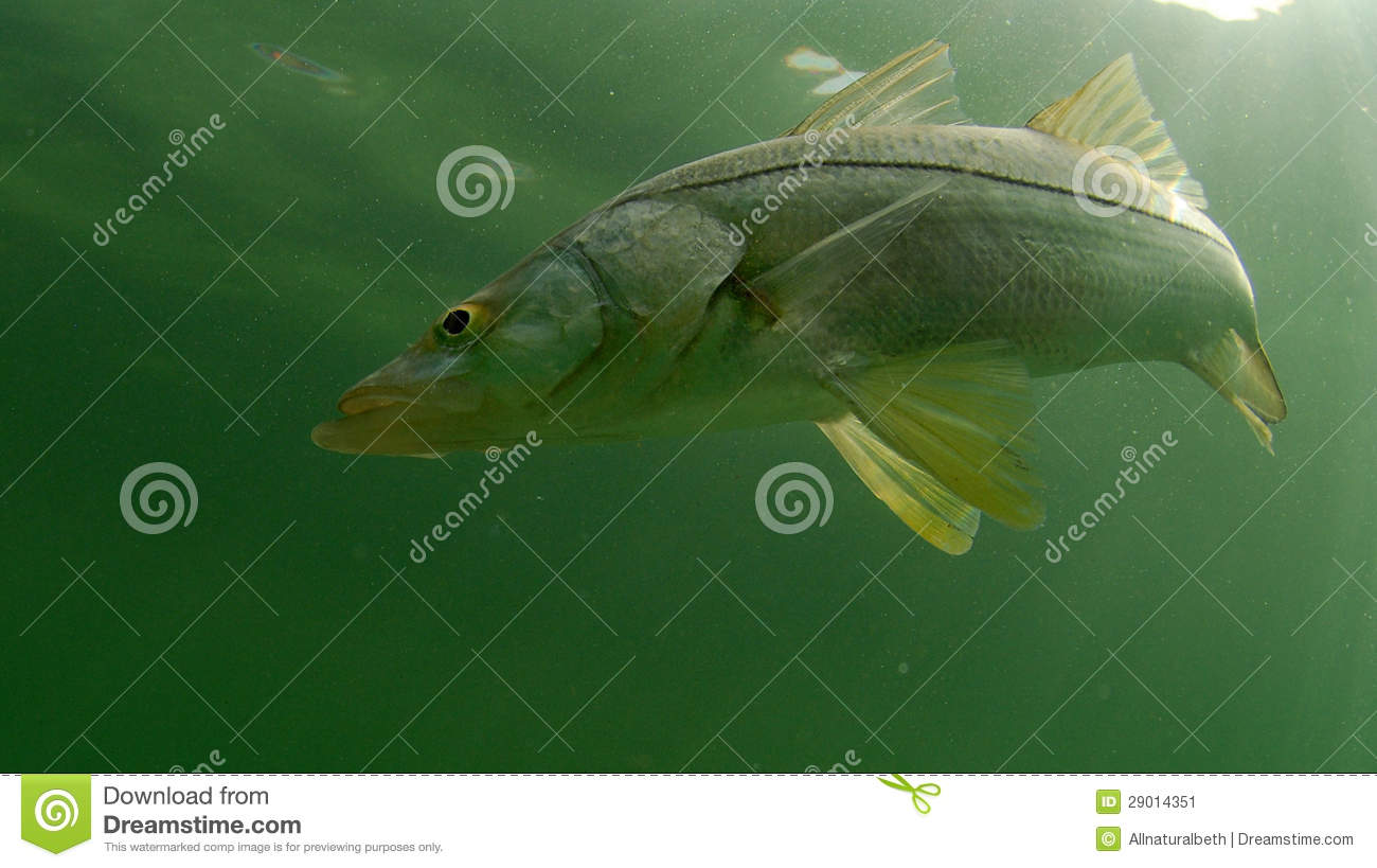 Snook Fish Swimming In Ocean Stock Image   Image  29014351