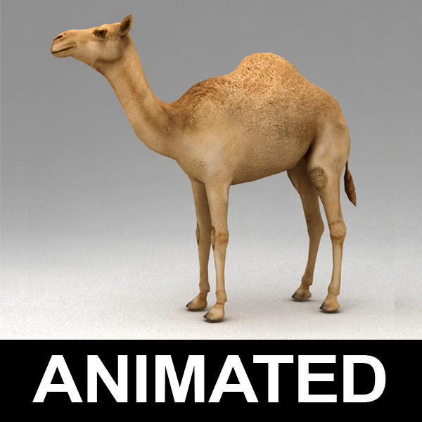 3d Model Rigged Dromedary Camel Walk Animation