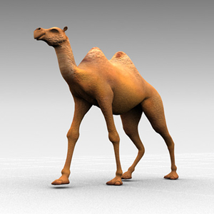 Animated Camel Walking   Free Images At Clker Com   Vector Clip Art    